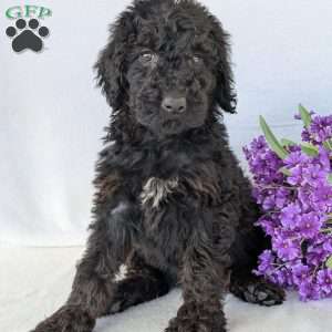 Darcy, Goldendoodle Puppy