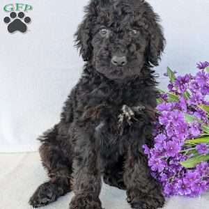 Darcy, Goldendoodle Puppy