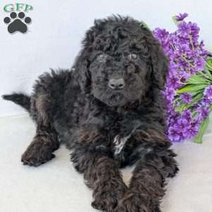 Darcy, Goldendoodle Puppy