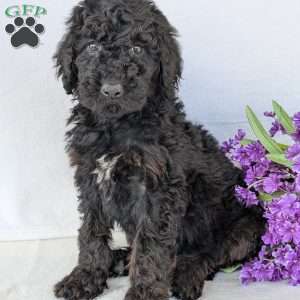 Darcy, Goldendoodle Puppy