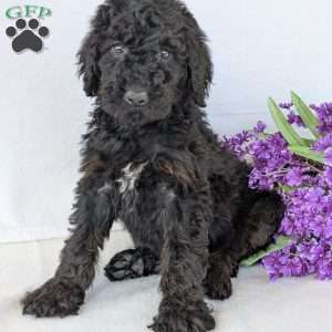 Darcy, Goldendoodle Puppy