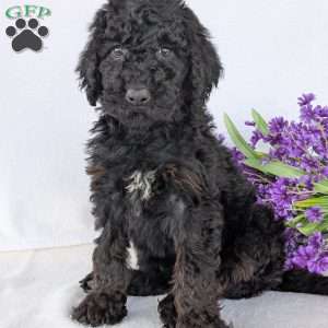 Darcy, Goldendoodle Puppy