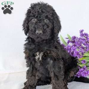 Darcy, Goldendoodle Puppy