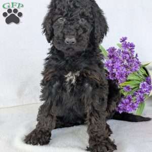 Darcy, Goldendoodle Puppy