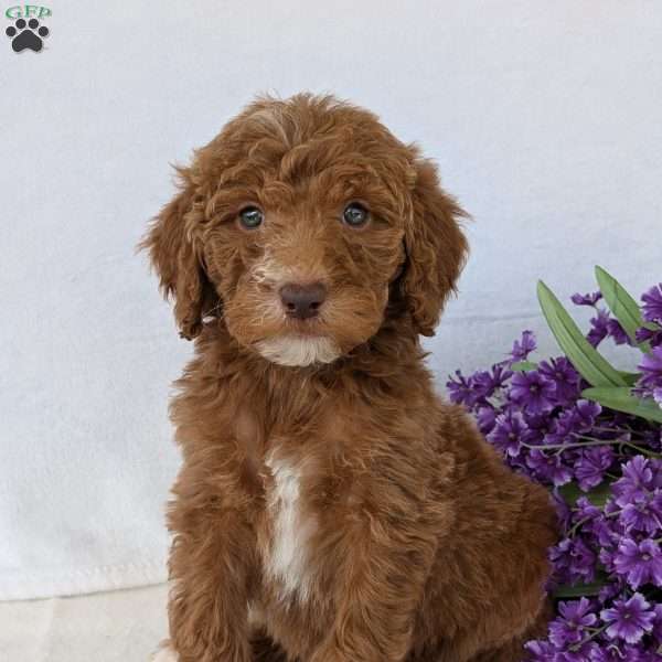 Charlie, Goldendoodle Puppy