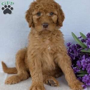 Casey, Goldendoodle Puppy