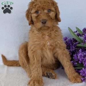 Casey, Goldendoodle Puppy