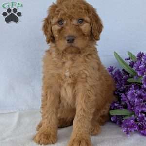 Casey, Goldendoodle Puppy
