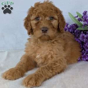 Casey, Goldendoodle Puppy