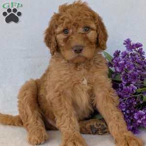 Casey, Goldendoodle Puppy