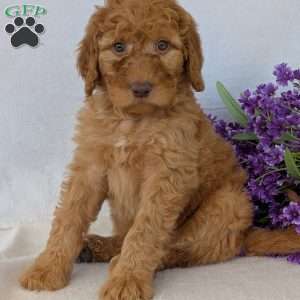 Casey, Goldendoodle Puppy