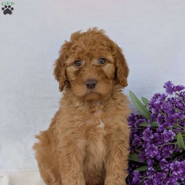 Casey, Goldendoodle Puppy