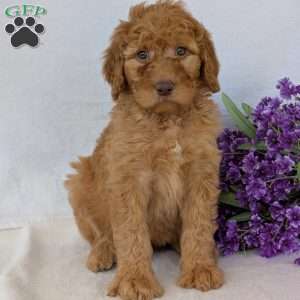 Casey, Goldendoodle Puppy
