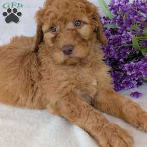 Casey, Goldendoodle Puppy