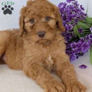 Casey, Goldendoodle Puppy