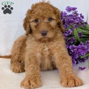 Casey, Goldendoodle Puppy