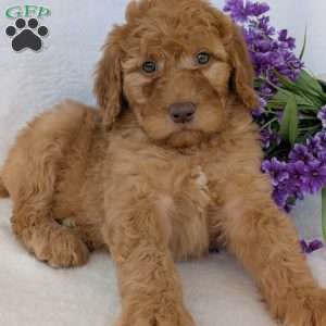 Casey, Goldendoodle Puppy