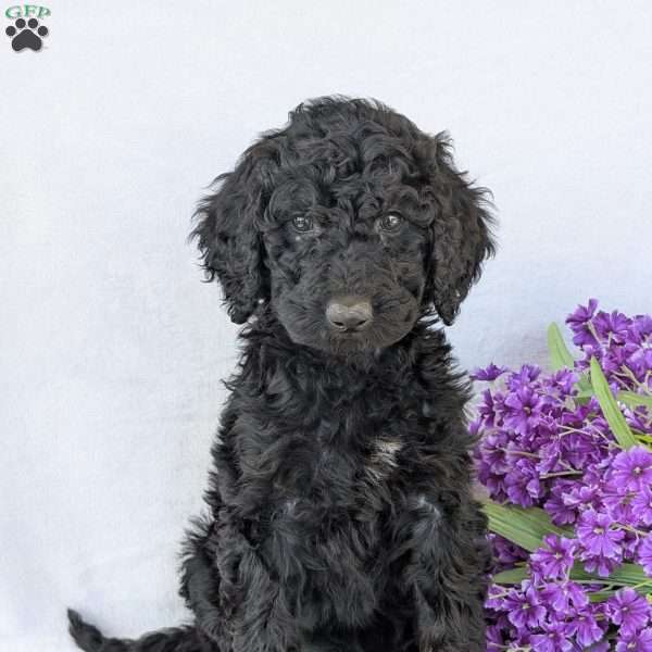 Oakley, Goldendoodle Puppy