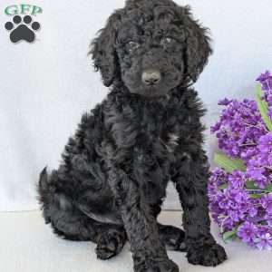 Oakley, Goldendoodle Puppy