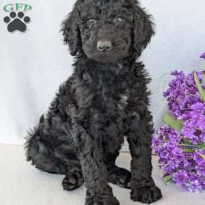Oakley, Goldendoodle Puppy