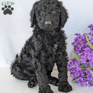 Oakley, Goldendoodle Puppy