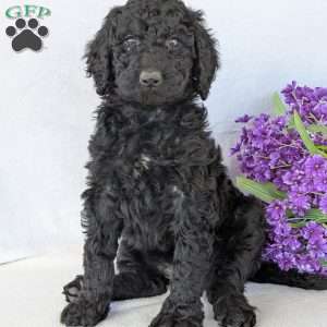 Oakley, Goldendoodle Puppy