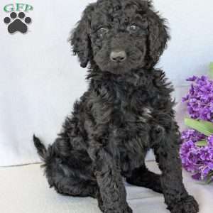 Oakley, Goldendoodle Puppy