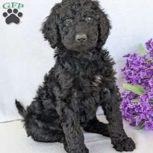 Oakley, Goldendoodle Puppy