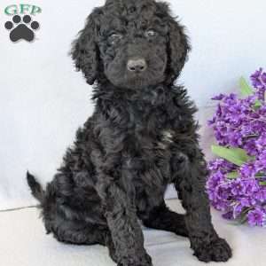 Oakley, Goldendoodle Puppy