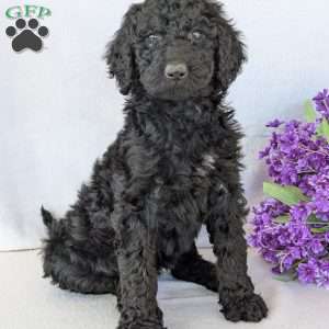 Oakley, Goldendoodle Puppy
