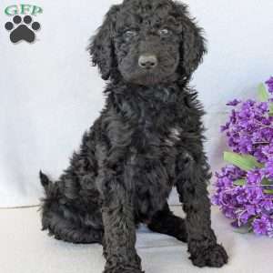 Oakley, Goldendoodle Puppy