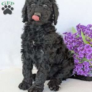 Oakley, Goldendoodle Puppy