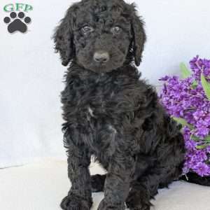 Oakley, Goldendoodle Puppy