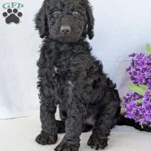 Oakley, Goldendoodle Puppy