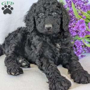 Oakley, Goldendoodle Puppy
