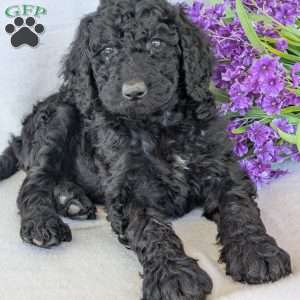 Oakley, Goldendoodle Puppy