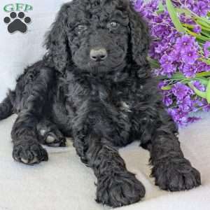 Oakley, Goldendoodle Puppy