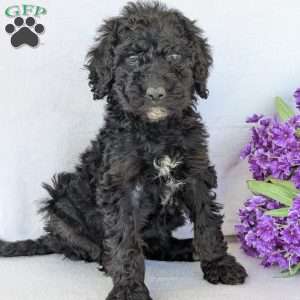 Kylie, Goldendoodle Puppy