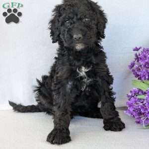 Kylie, Goldendoodle Puppy