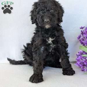 Kylie, Goldendoodle Puppy