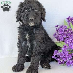 Kylie, Goldendoodle Puppy