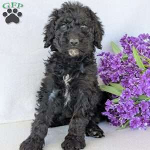 Kylie, Goldendoodle Puppy