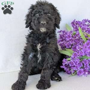 Kylie, Goldendoodle Puppy