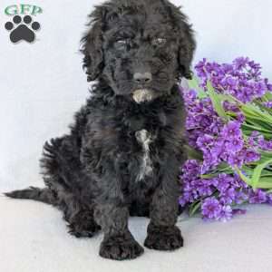 Kylie, Goldendoodle Puppy