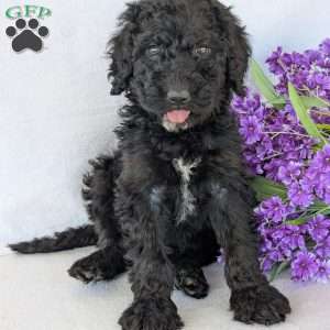 Kylie, Goldendoodle Puppy