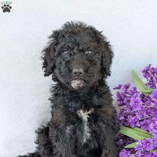 Kylie, Goldendoodle Puppy