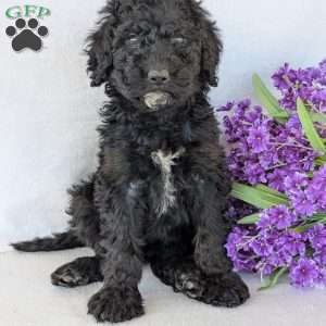 Kylie, Goldendoodle Puppy