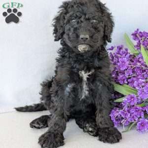 Kylie, Goldendoodle Puppy