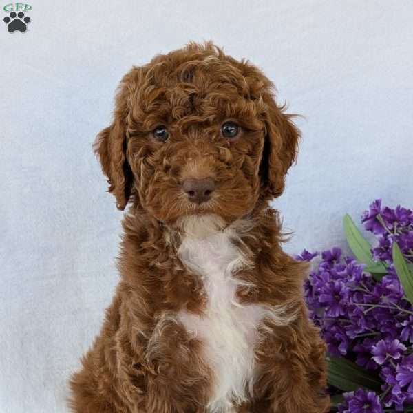 Honey, Goldendoodle Puppy