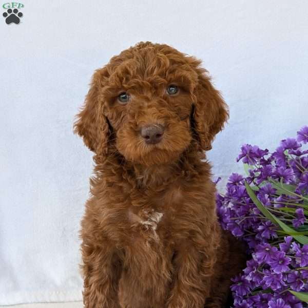 Marko, Goldendoodle Puppy
